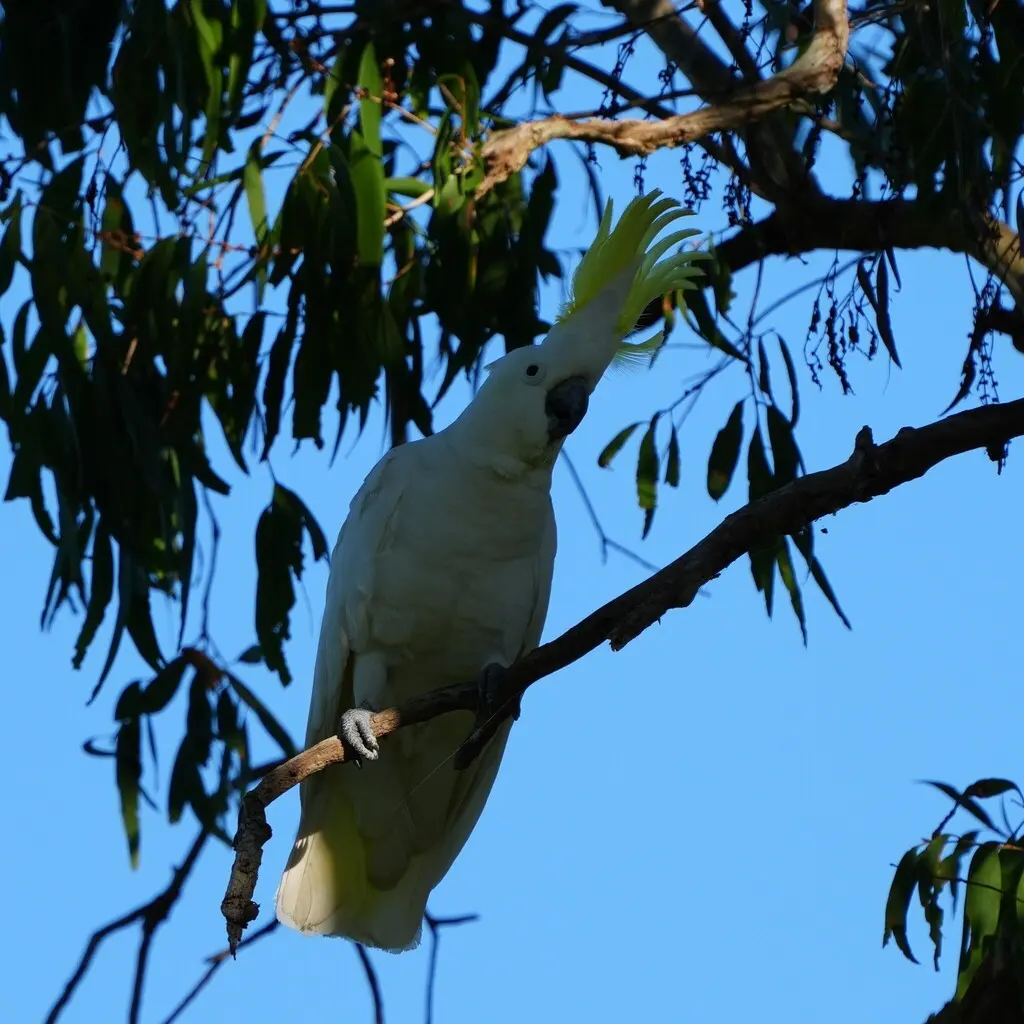 葵花鹦鹉(Cacatua galerita)