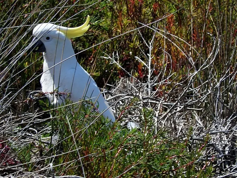 葵花鹦鹉(Cacatua galerita)