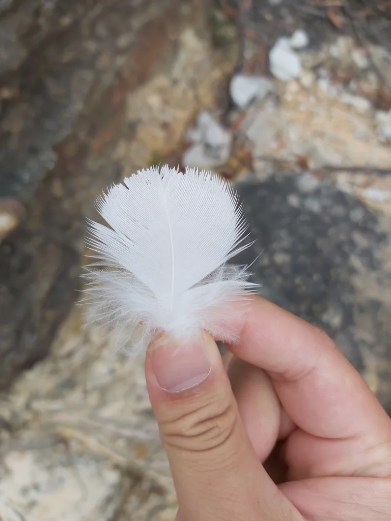 葵花鹦鹉(Cacatua galerita)