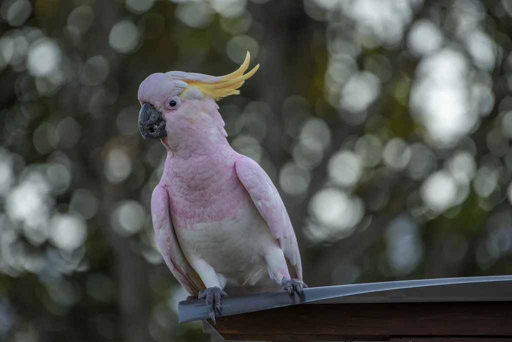 葵花鹦鹉(Cacatua galerita)