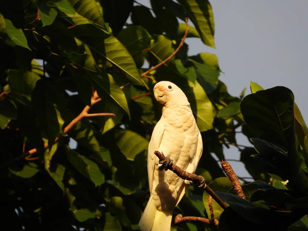 戈氏凤头鹦鹉(Cacatua goffiniana)