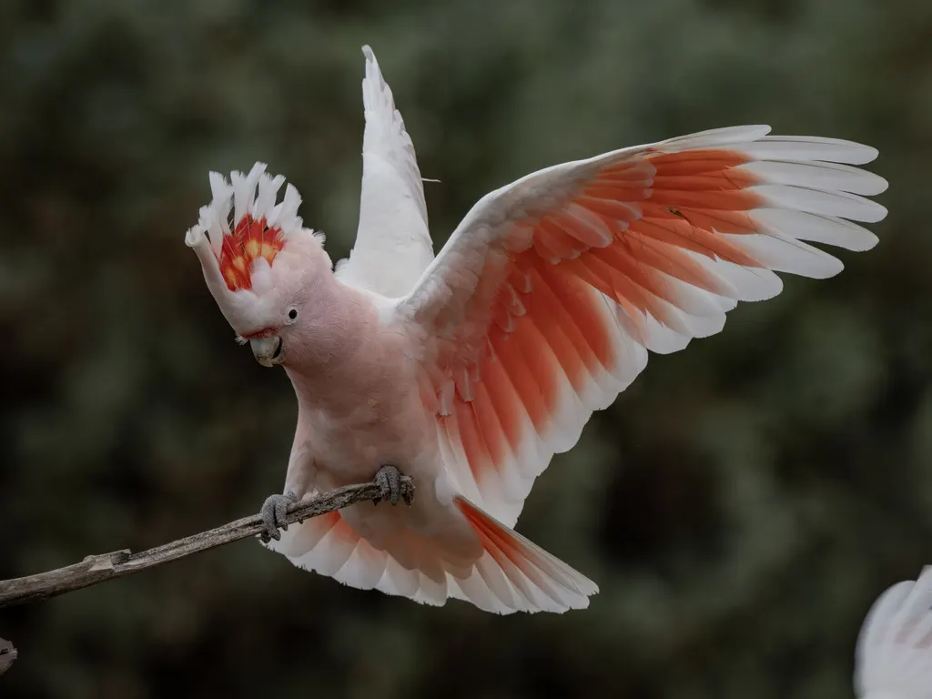 彩冠凤头鹦鹉(Cacatua leadbeateri)