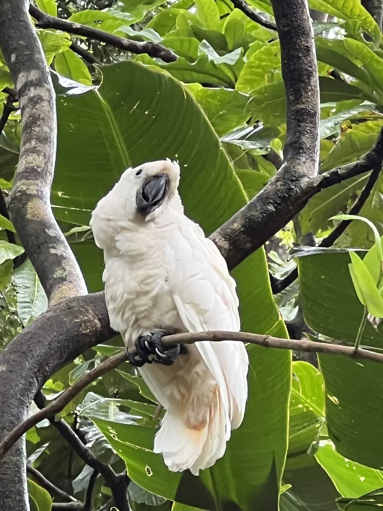 橙冠凤头鹦鹉(Cacatua moluccensis)