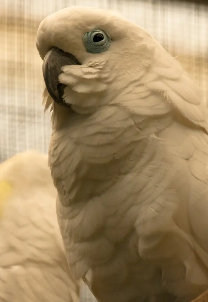 蓝眼凤头鹦鹉（Cacatua ophthalmica）