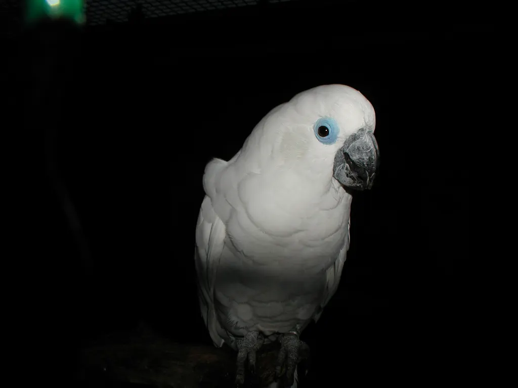 蓝眼凤头鹦鹉（Cacatua ophthalmica）