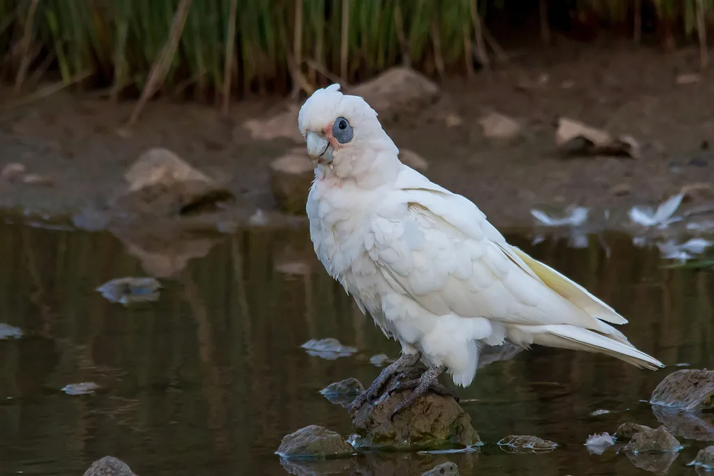 小凤头鹦鹉（Cacatua sanguinea）