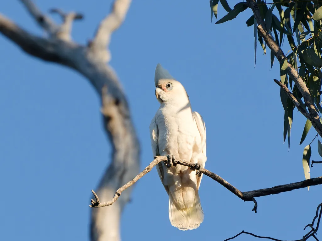 小凤头鹦鹉（Cacatua sanguinea）