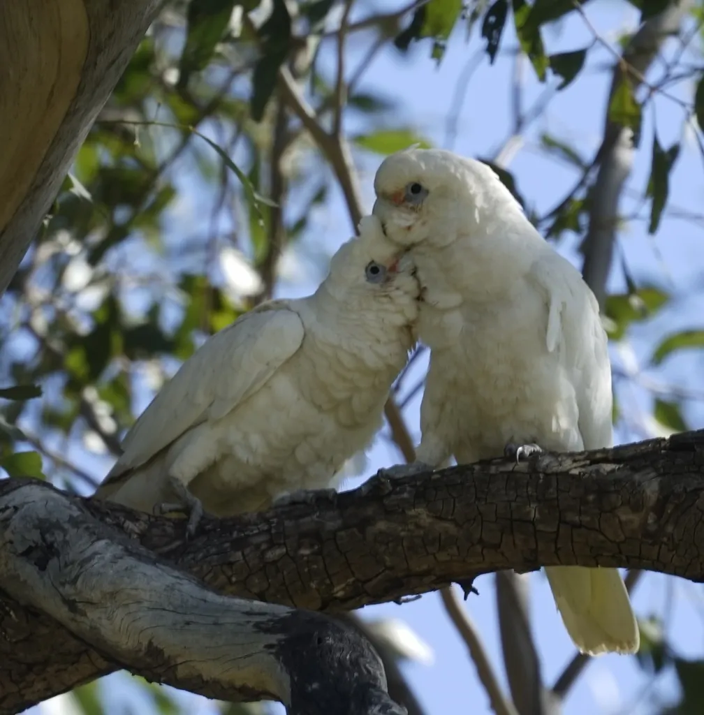 小凤头鹦鹉（Cacatua sanguinea）