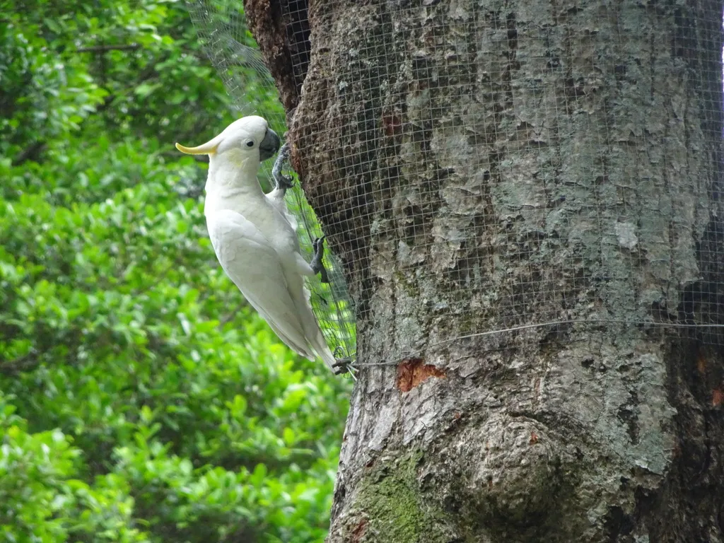 小葵花鹦鹉(Cacatua sulphurea)