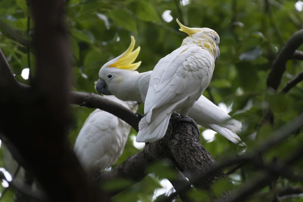 小葵花鹦鹉(Cacatua sulphurea)