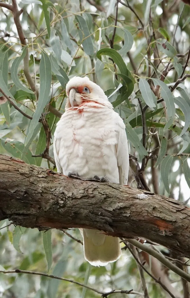 长嘴凤头鹦鹉(Cacatua tenuirostris)