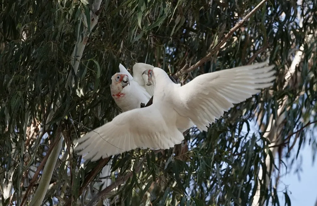 长嘴凤头鹦鹉(Cacatua tenuirostris)