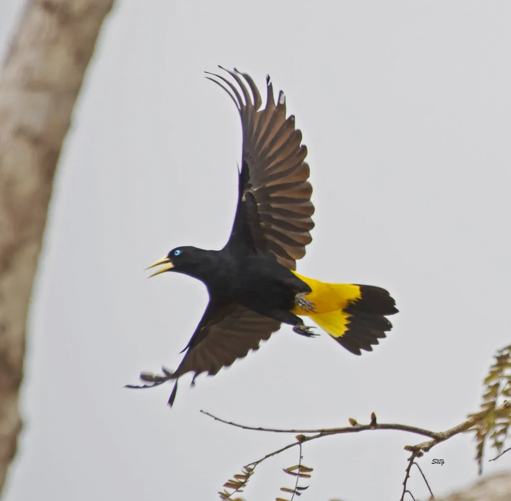 黄腰酋长鹂(Cacicus cela)