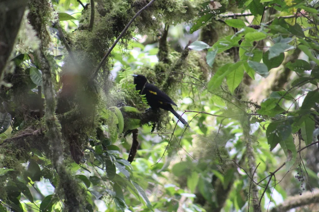 南山酋长鹂(Cacicus chrysonotus)