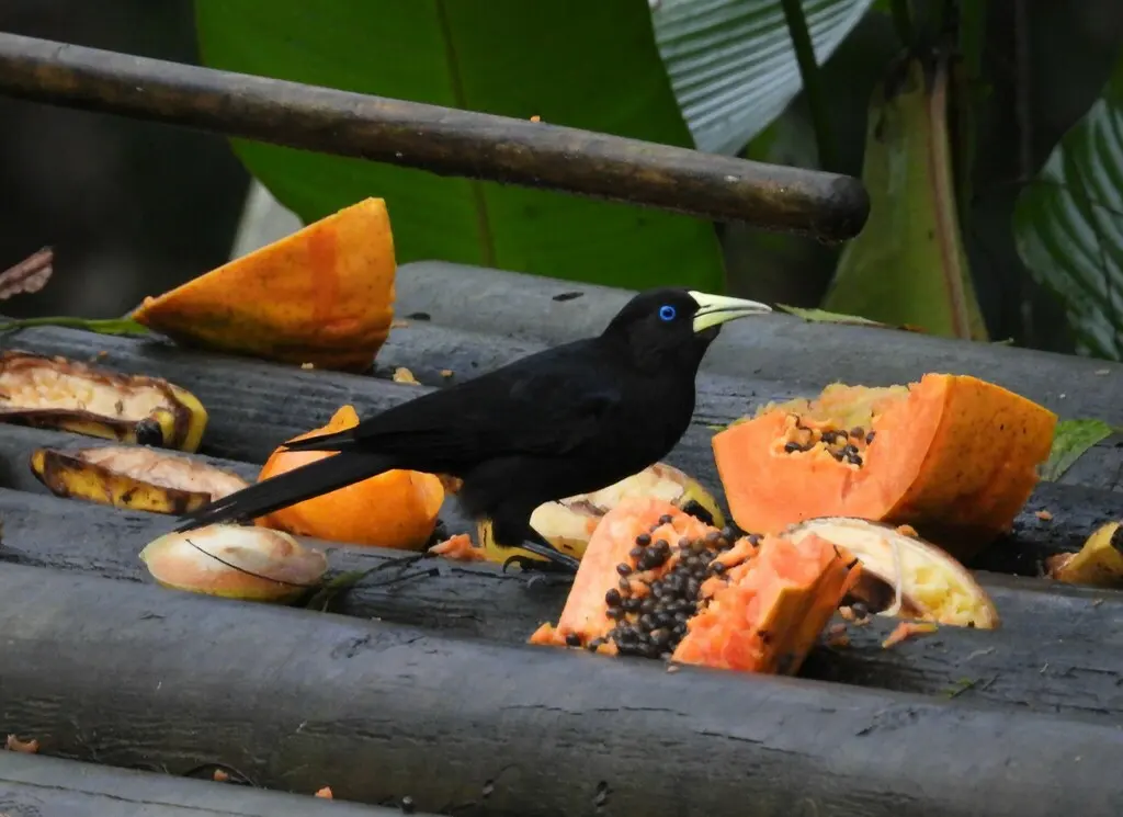 红腰酋长鹂(Cacicus haemorrhous)