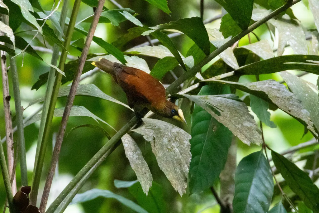 盔拟椋鸟(Cacicus oseryi)
