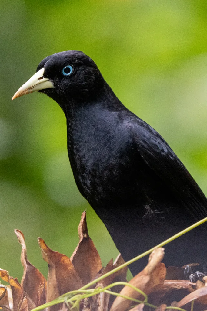 亚热带酋长鹂(Cacicus uropygialis)