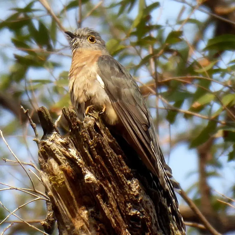 扇尾杜鹃(Cacomantis flabelliformis)