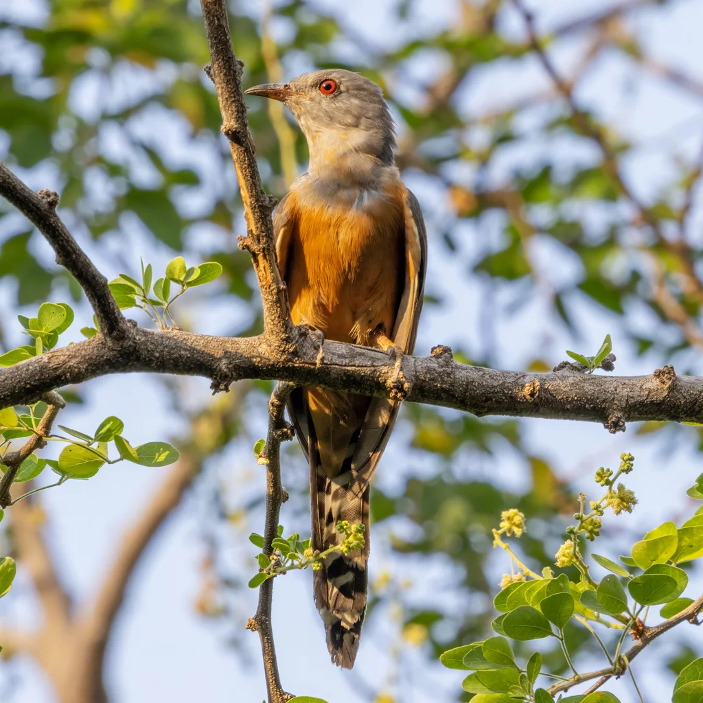 八声杜鹃(Cacomantis merulinus)