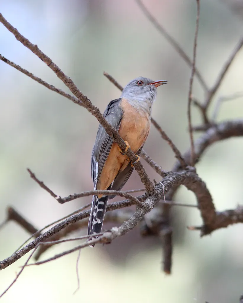 八声杜鹃(Cacomantis merulinus)
