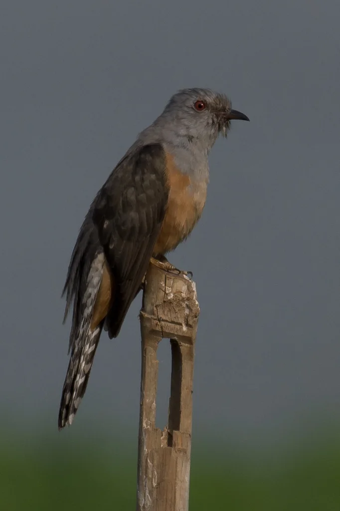 八声杜鹃(Cacomantis merulinus)