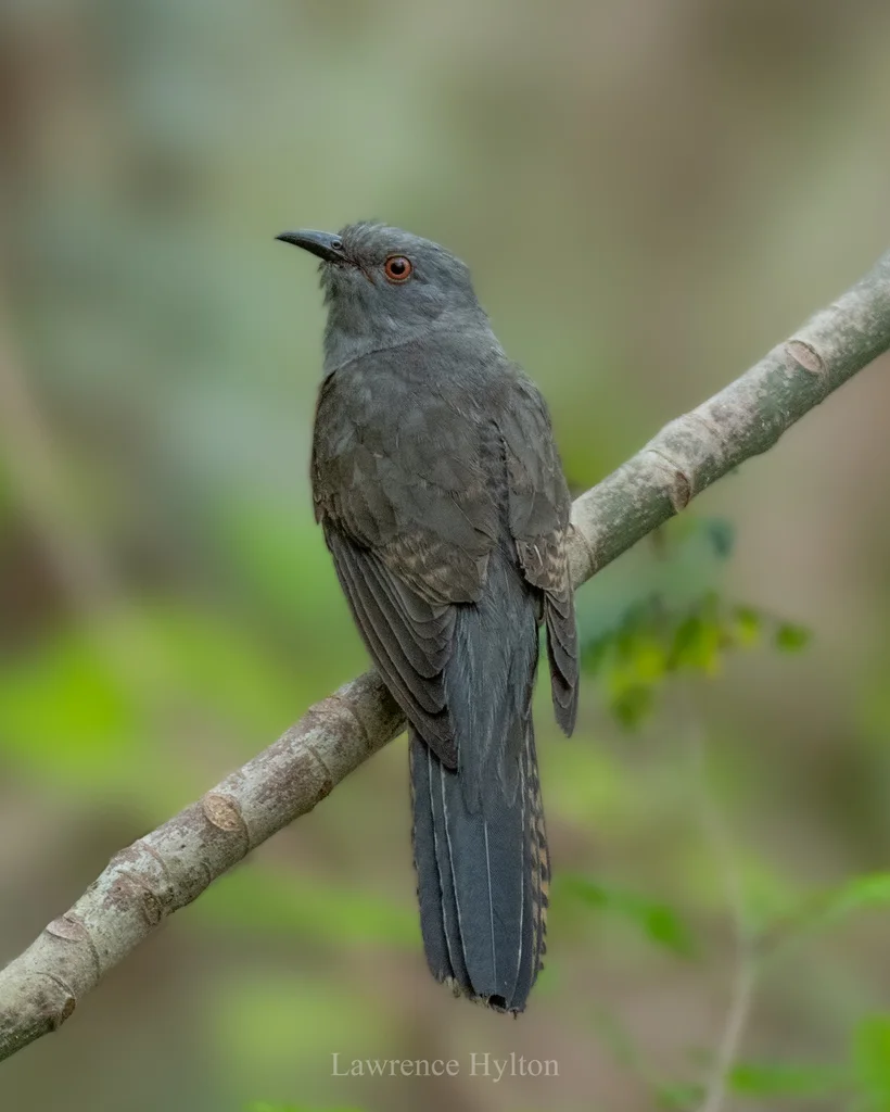 八声杜鹃(Cacomantis merulinus)