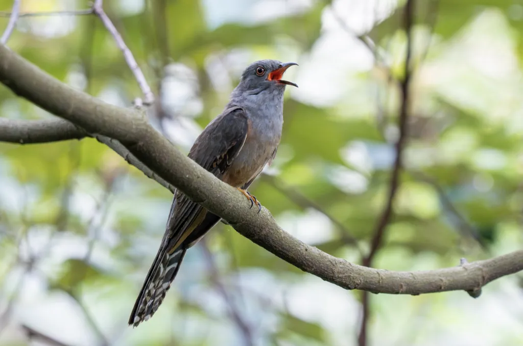 八声杜鹃(Cacomantis merulinus)