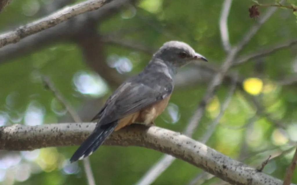 八声杜鹃(Cacomantis merulinus)