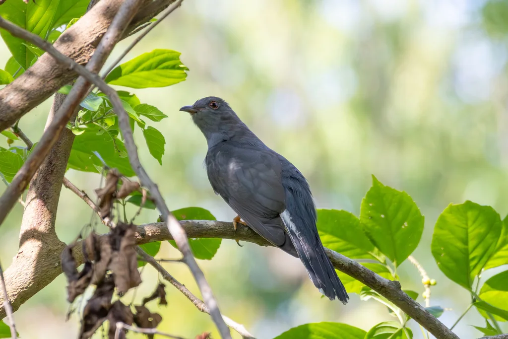 灰腹杜鹃(Cacomantis passerinus)
