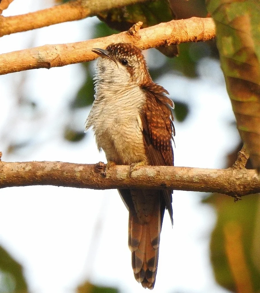 栗斑杜鹃(Cacomantis sonneratii)