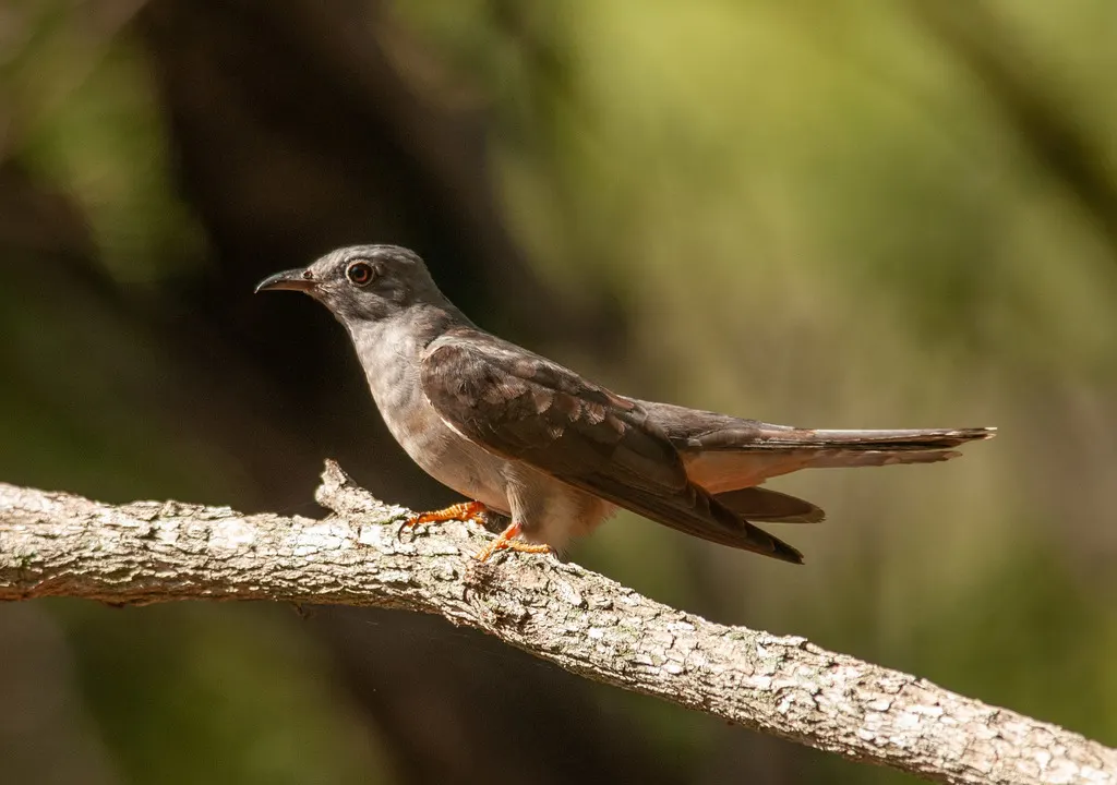 灌丛杜鹃(Cacomantis variolosus)