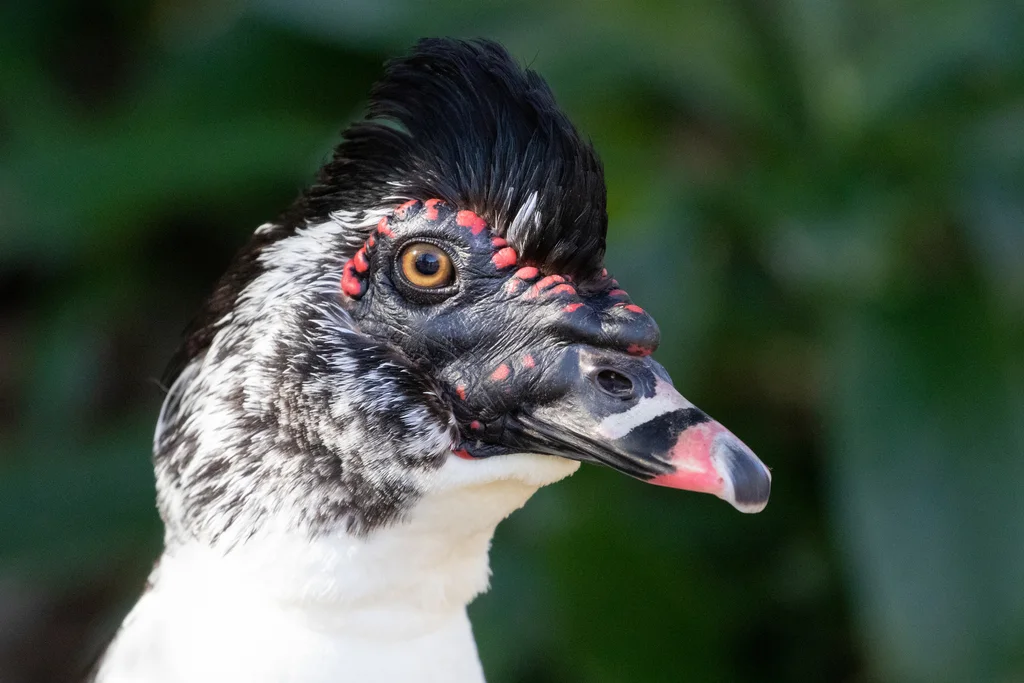 疣鼻栖鸭(Cairina moschata)