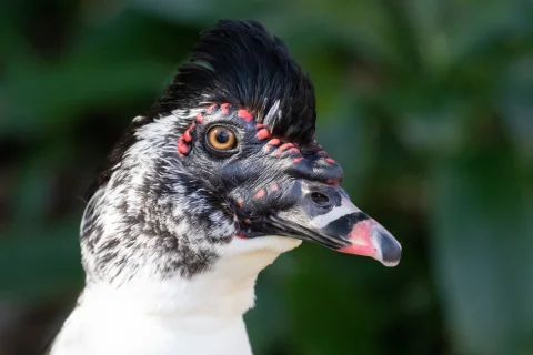 疣鼻栖鸭