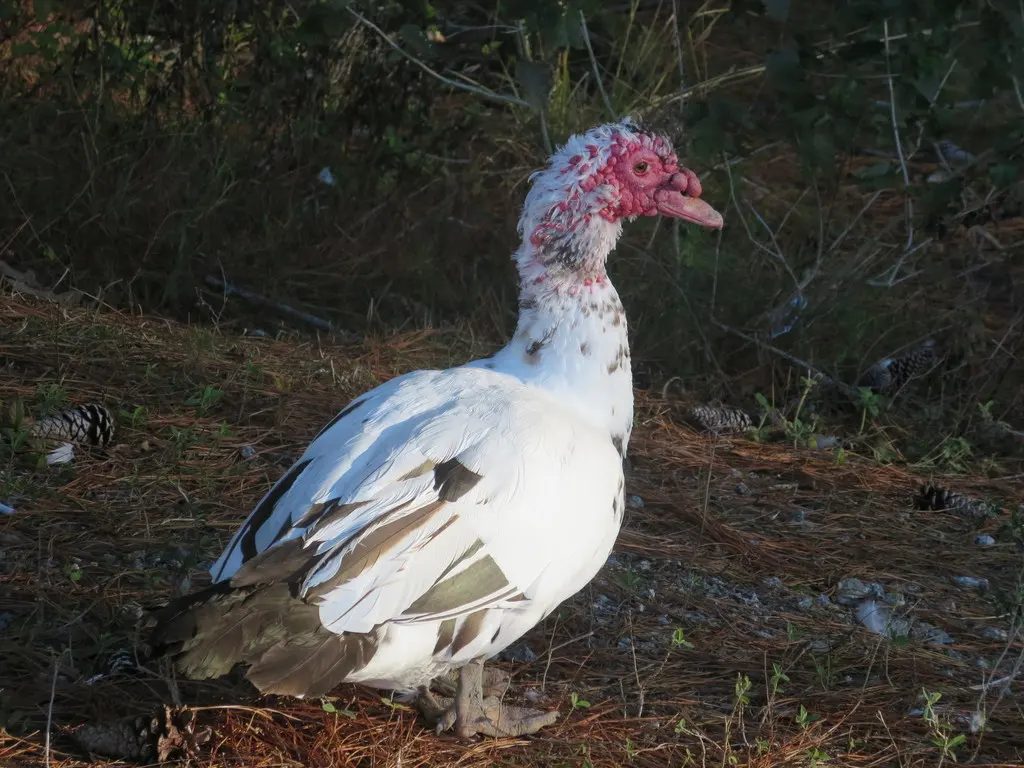 疣鼻栖鸭(Cairina moschata)