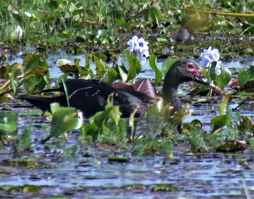 疣鼻栖鸭(Cairina moschata)