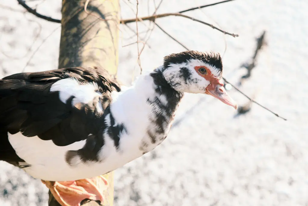 疣鼻栖鸭(Cairina moschata)