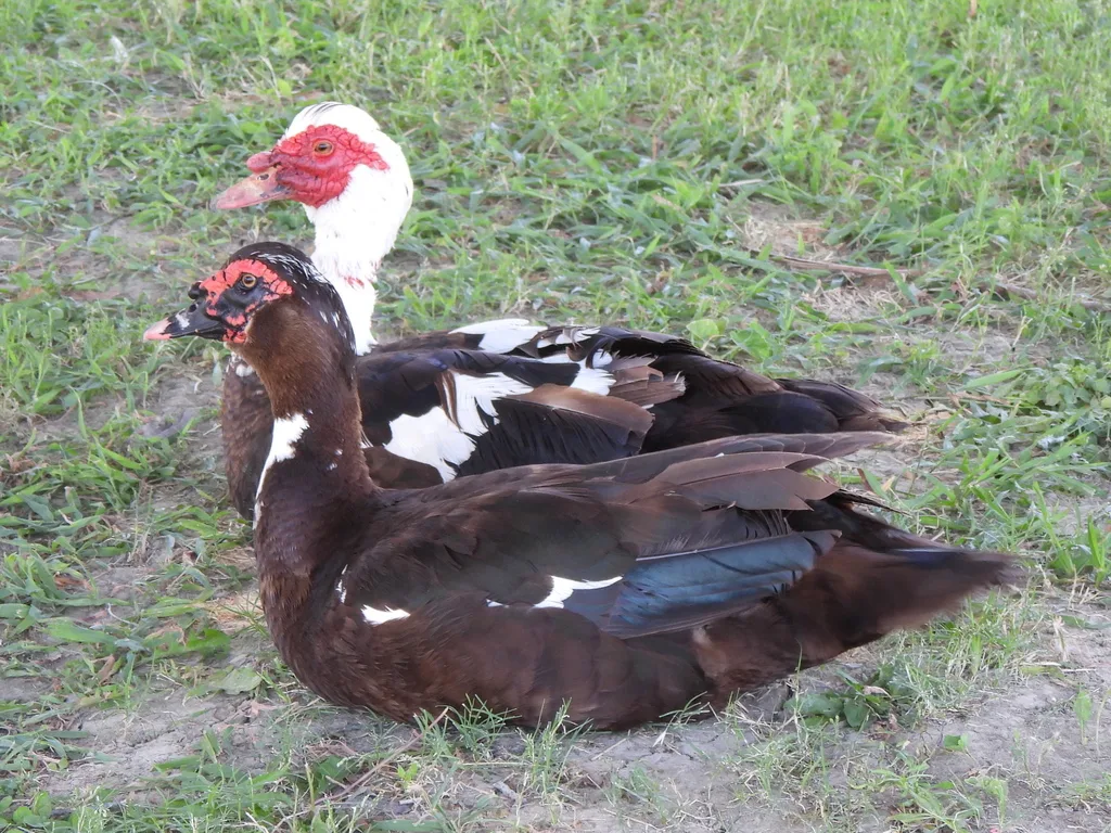 疣鼻栖鸭(Cairina moschata)