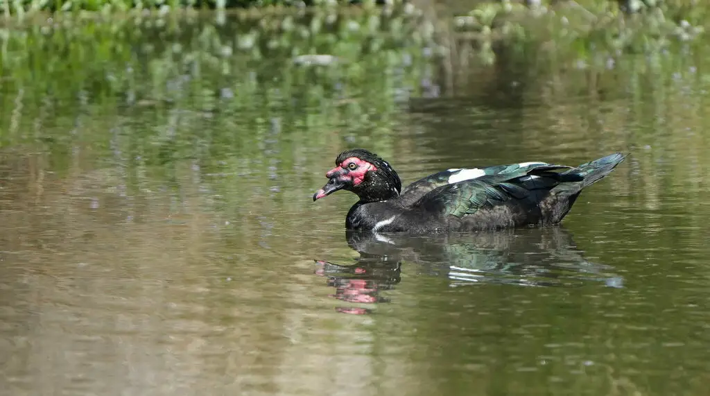 疣鼻栖鸭(Cairina moschata)