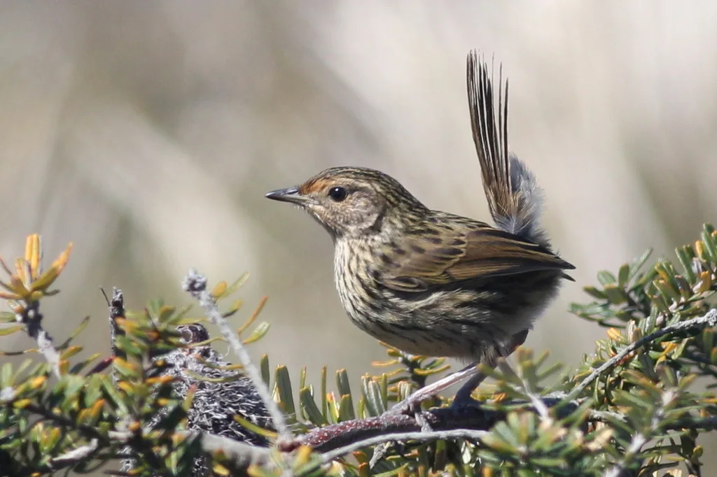 田刺莺(Calamanthus fuliginosus)