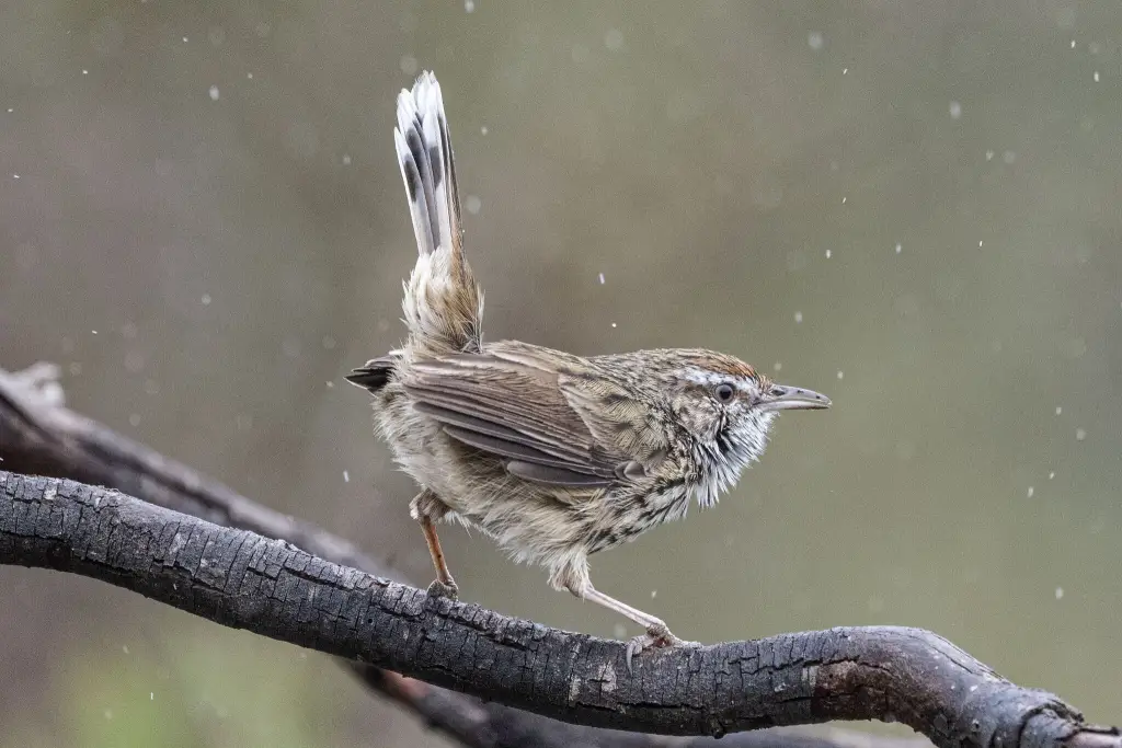 西地刺莺（Calamanthus montanellus）