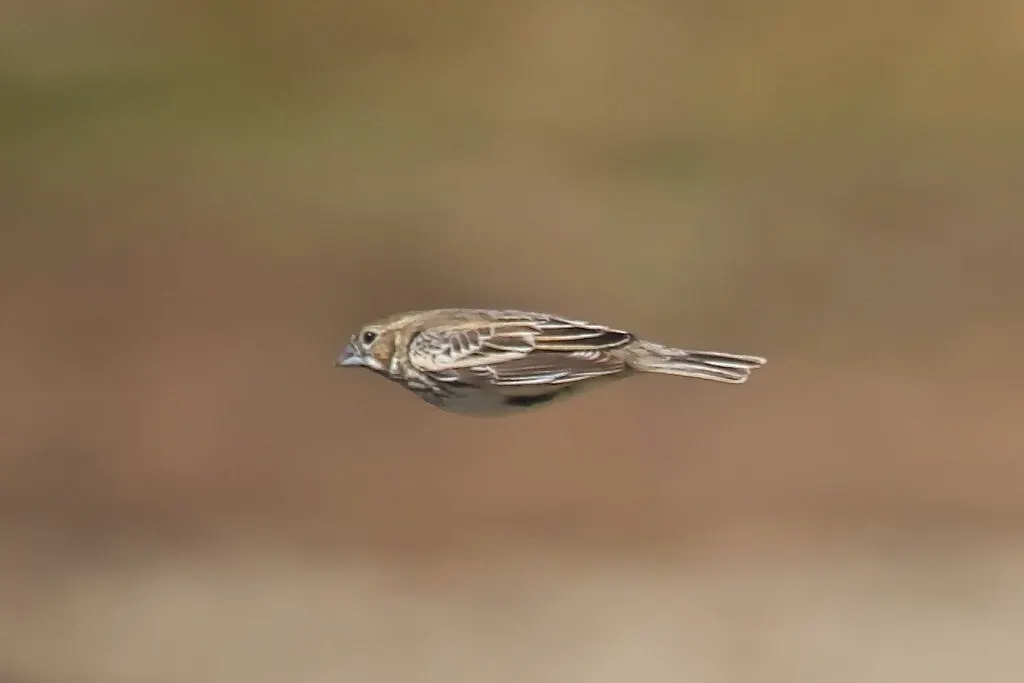 白斑黑鹀(Calamospiza melanocorys)