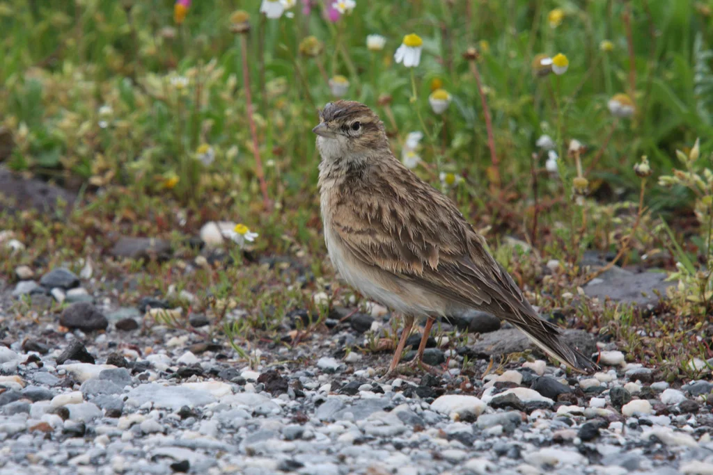 大短趾百灵(Calandrella brachydactyla)