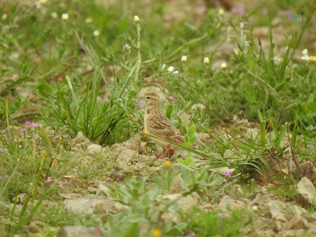 大短趾百灵(Calandrella brachydactyla)