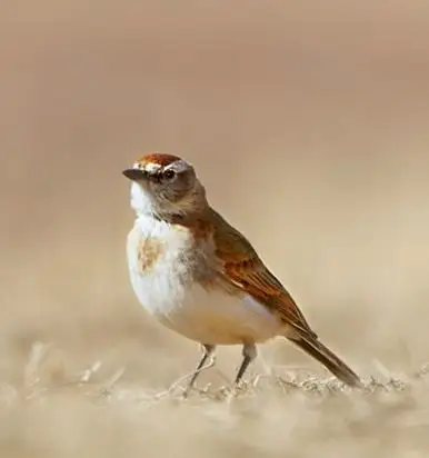 红顶短趾百灵(Calandrella cinerea)