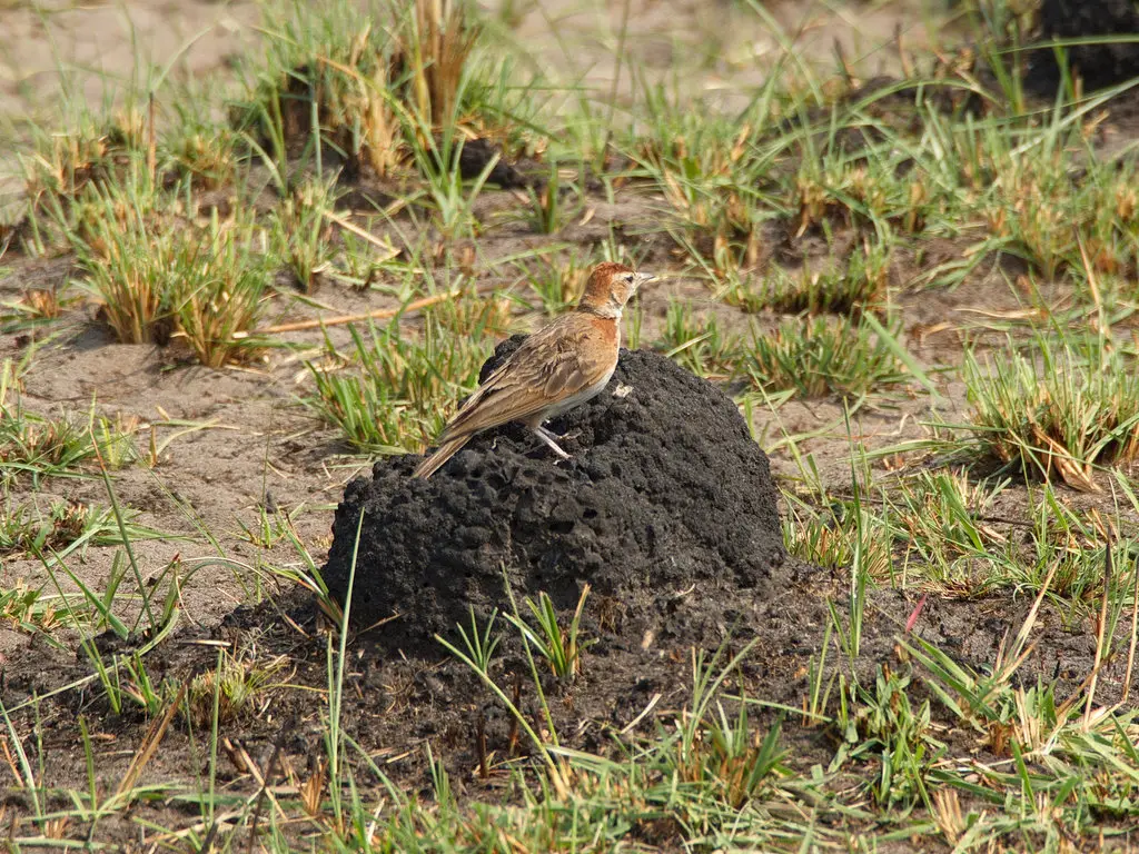 红顶短趾百灵(Calandrella cinerea)