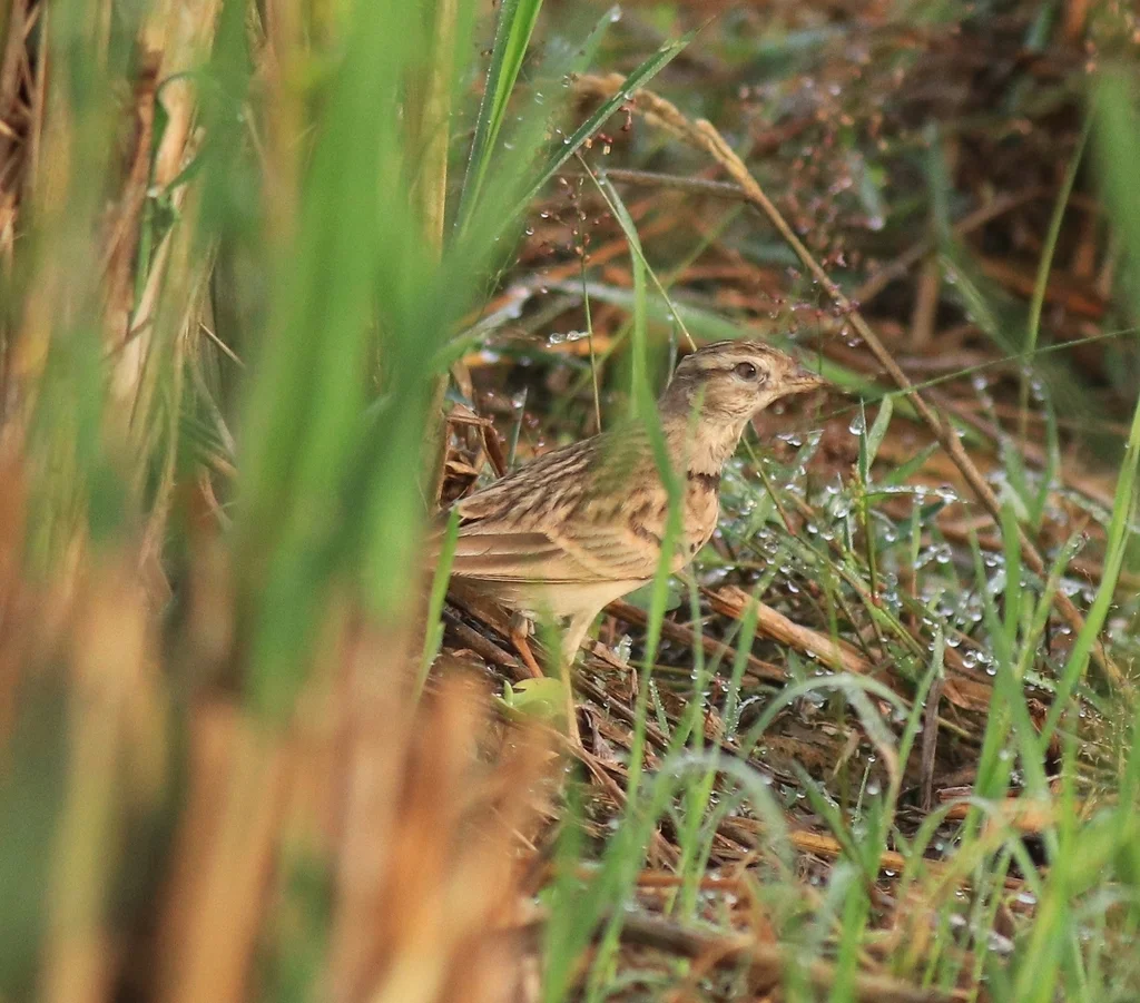 蒙古短趾百灵(Calandrella dukhunensis)