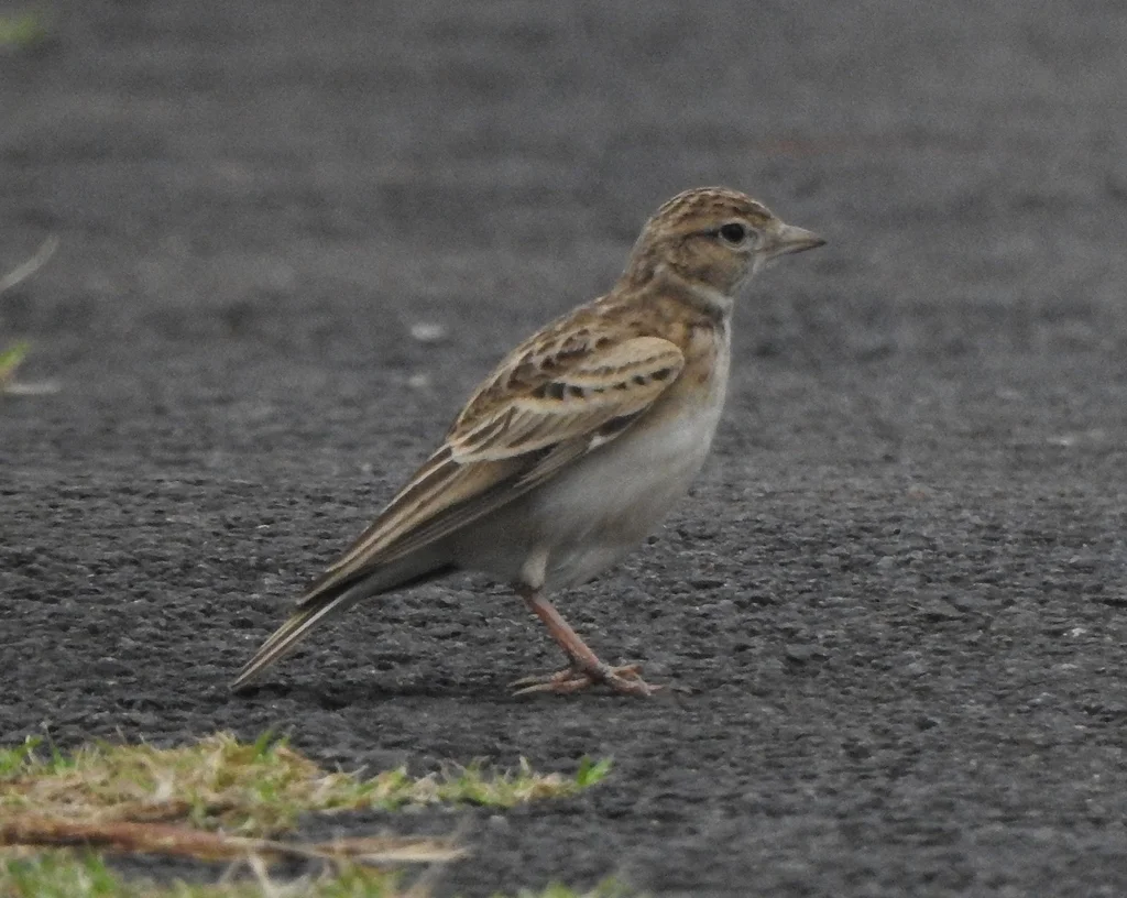 蒙古短趾百灵(Calandrella dukhunensis)