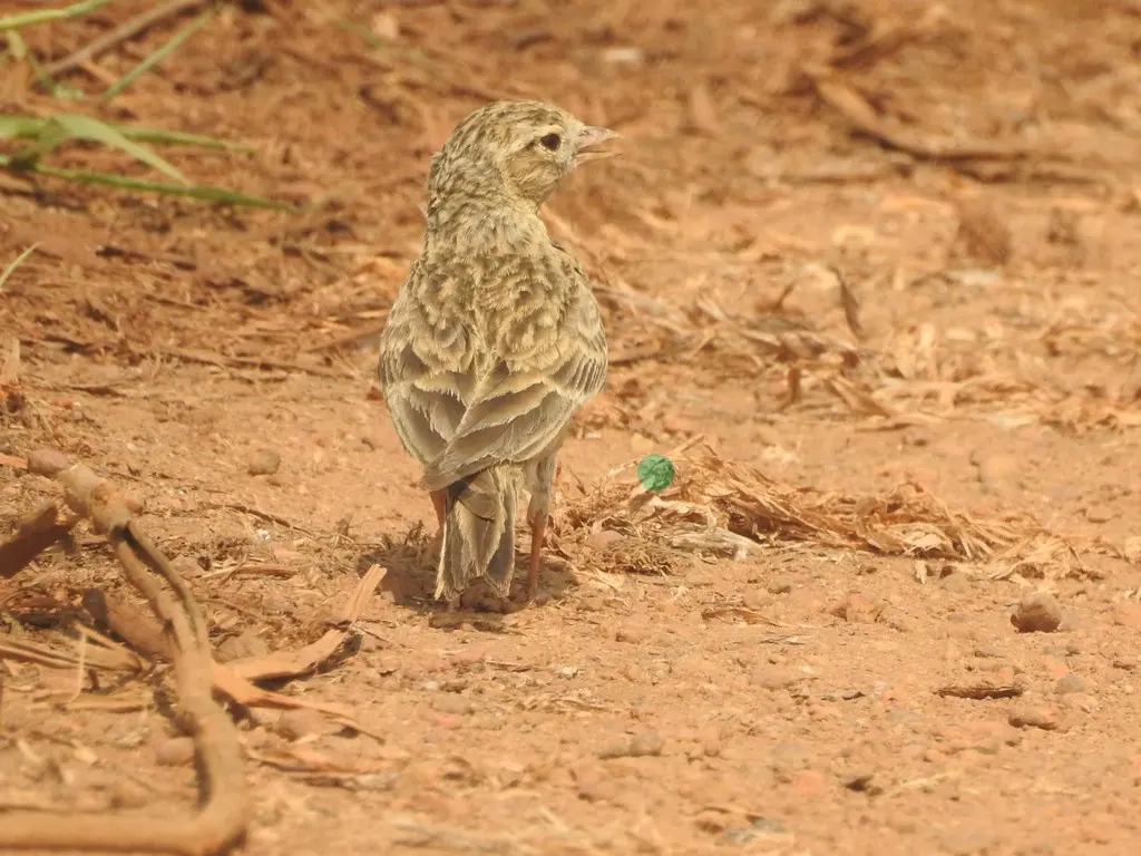 蒙古短趾百灵(Calandrella dukhunensis)