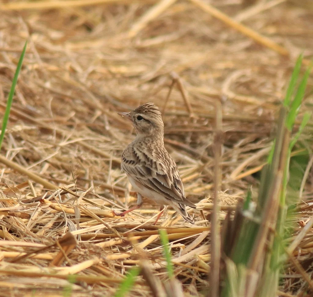 蒙古短趾百灵(Calandrella dukhunensis)