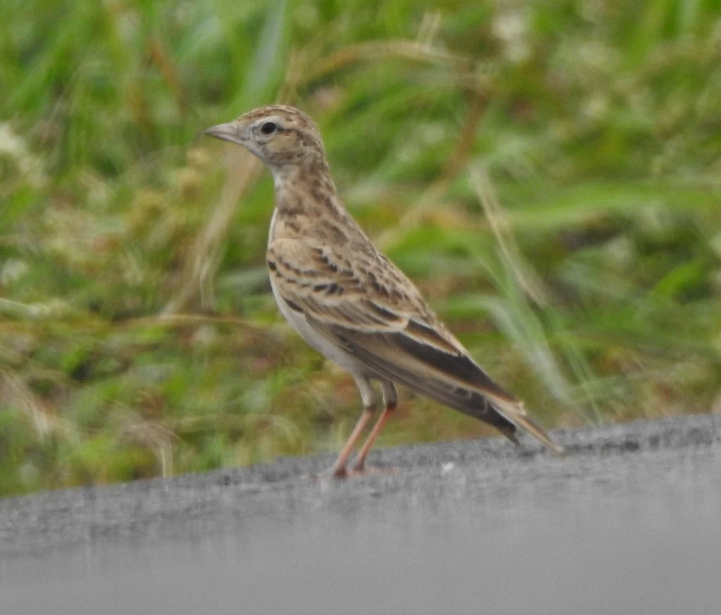 蒙古短趾百灵(Calandrella dukhunensis)
